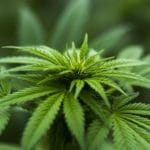 Cannabis plant
