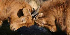 Featured post landscape thumbnail for The first FRC costs war, post 1 October 2023