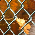 fence