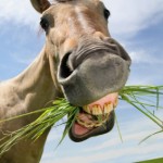 funny horse