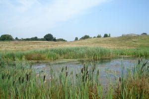 reedbeds in the avenue washlands