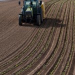 seeding